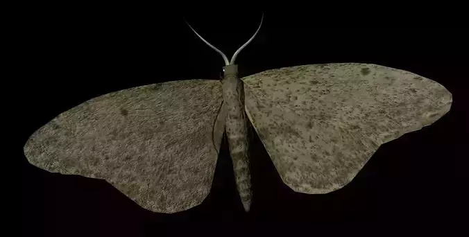 Moth Insect 3D model