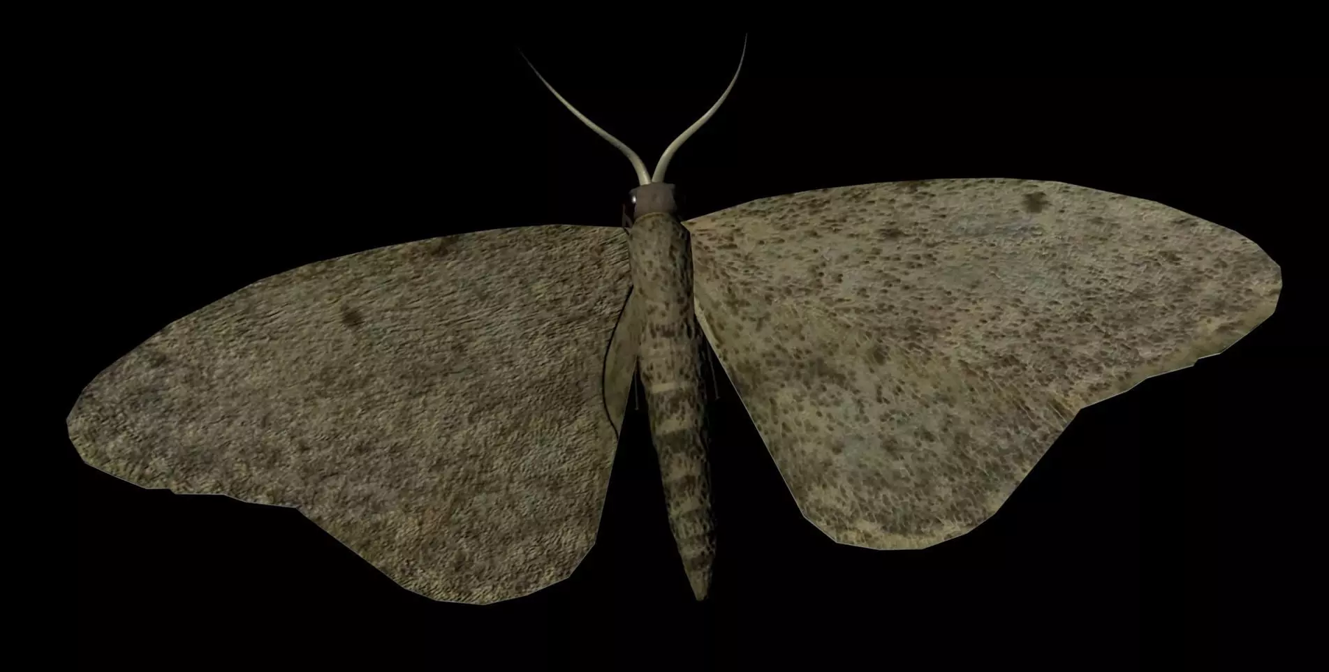 Moth Insect 3D model_0
