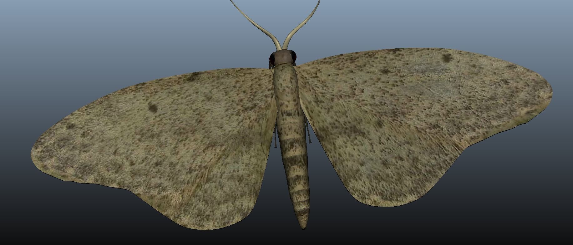 Moth Insect 3D model_4