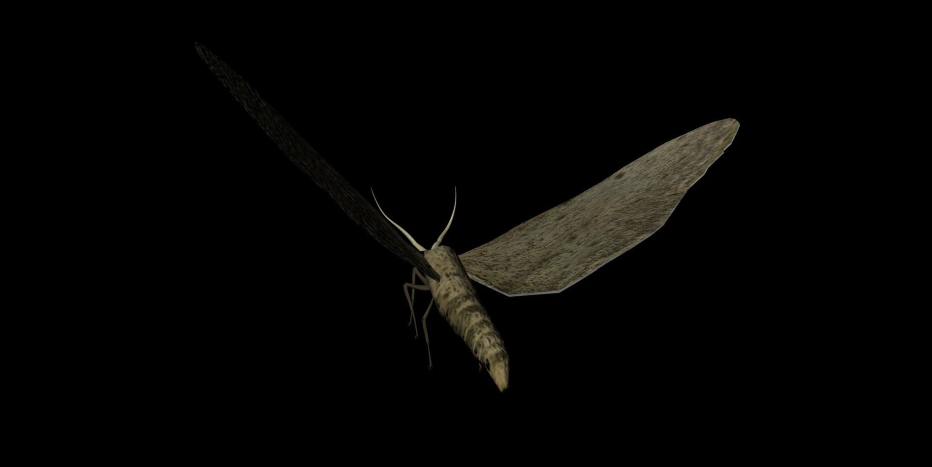 Moth Insect 3D model_11