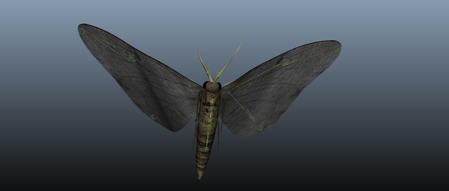 Moth Insect 3D model_15