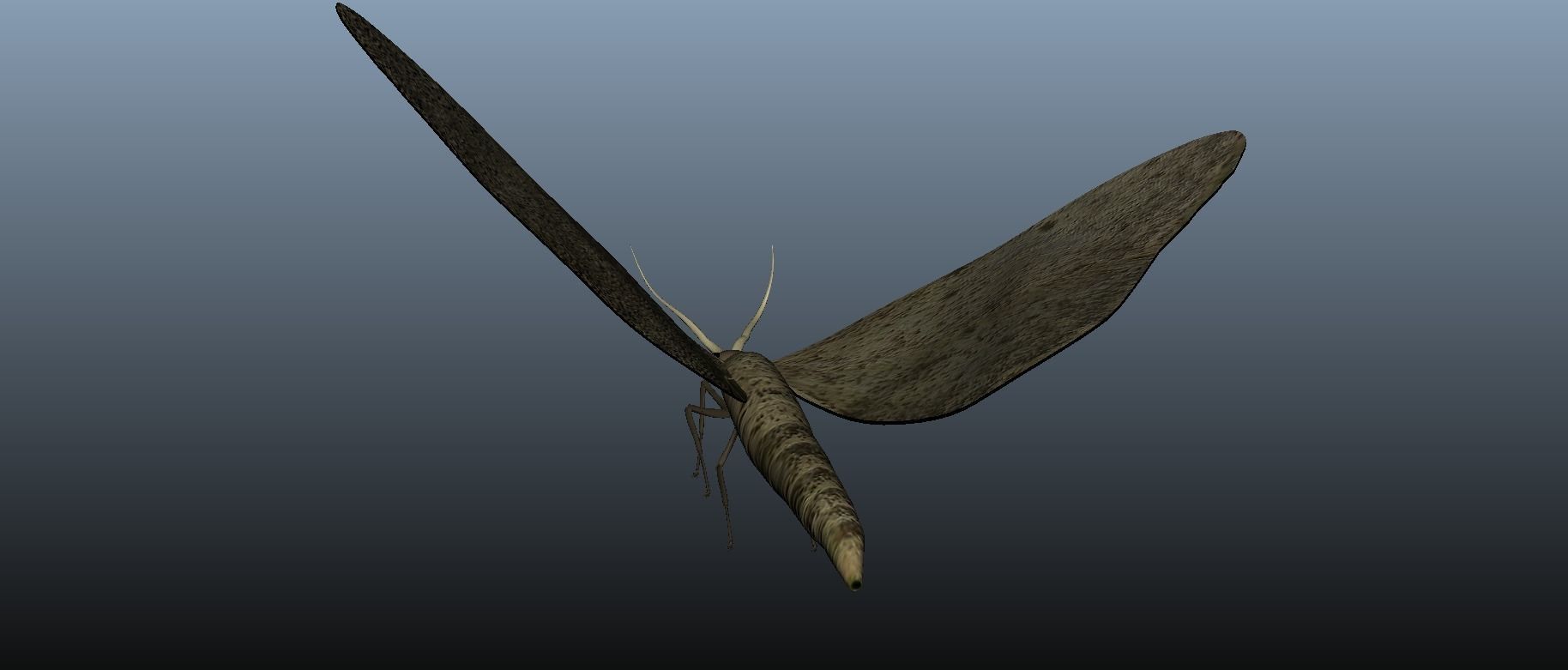 Moth Insect 3D model_12
