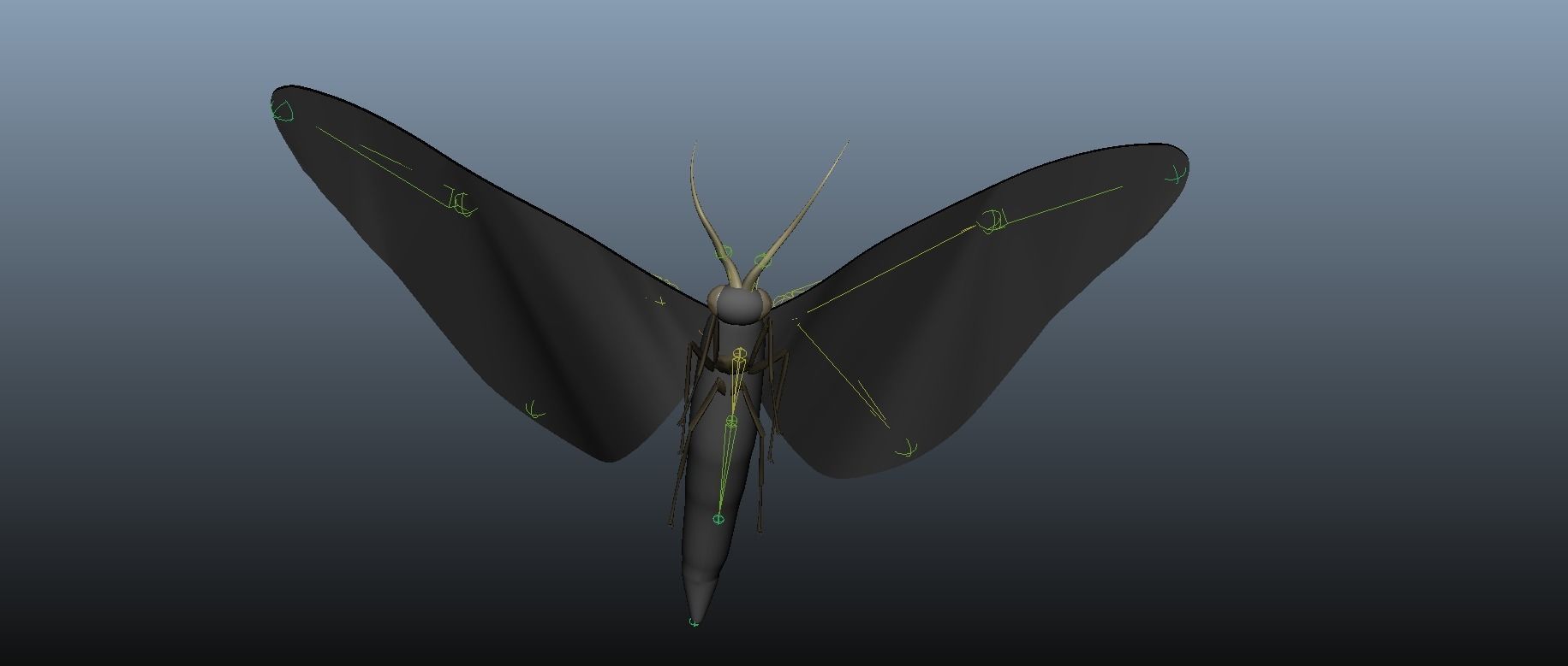 Moth Insect 3D model_16