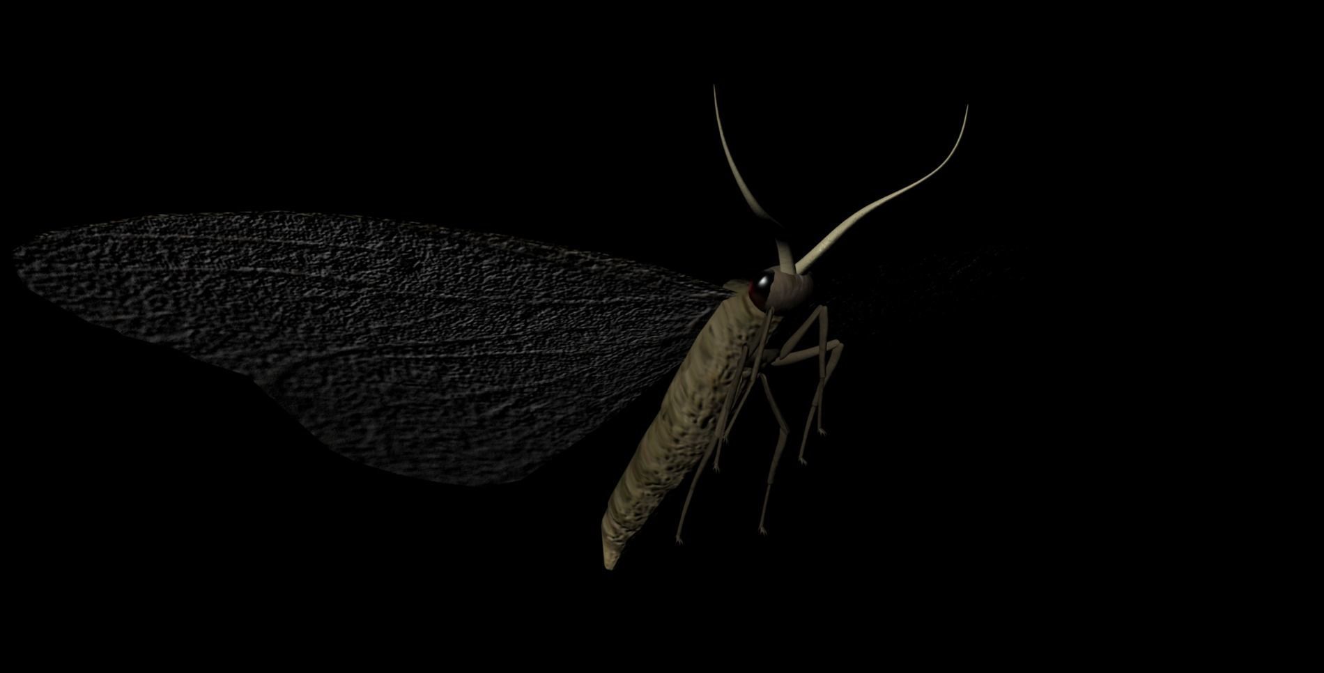 Moth Insect 3D model_7