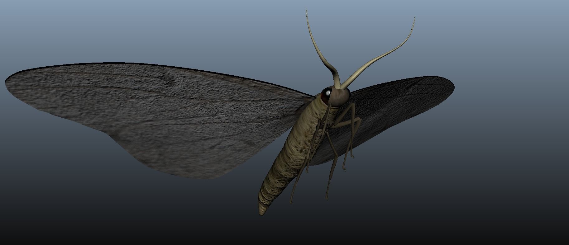 Moth Insect 3D model_8