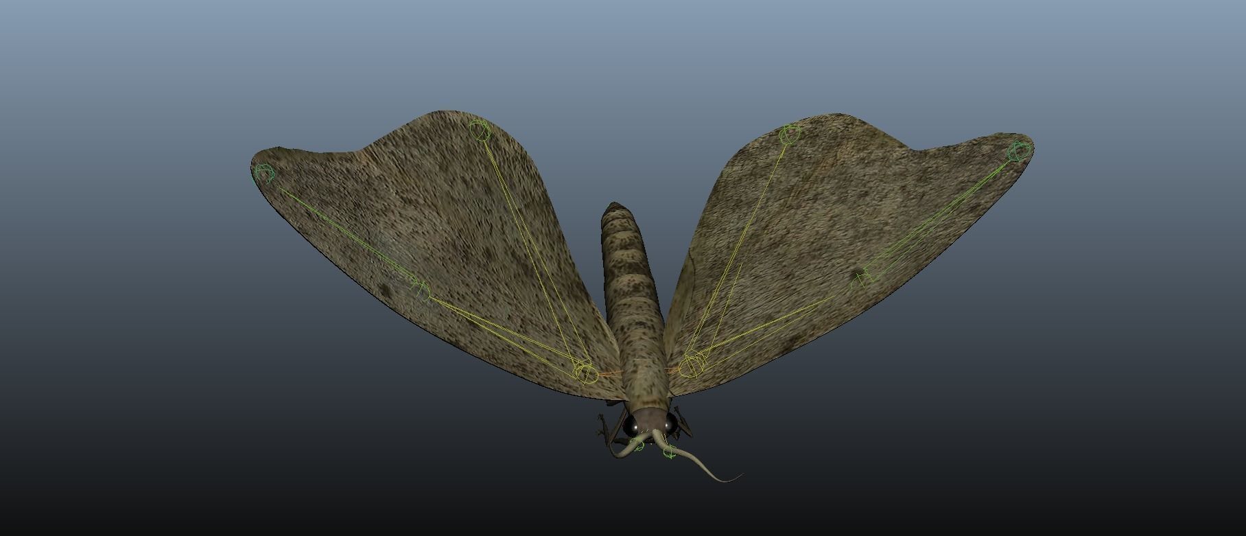 Moth Insect 3D model_18