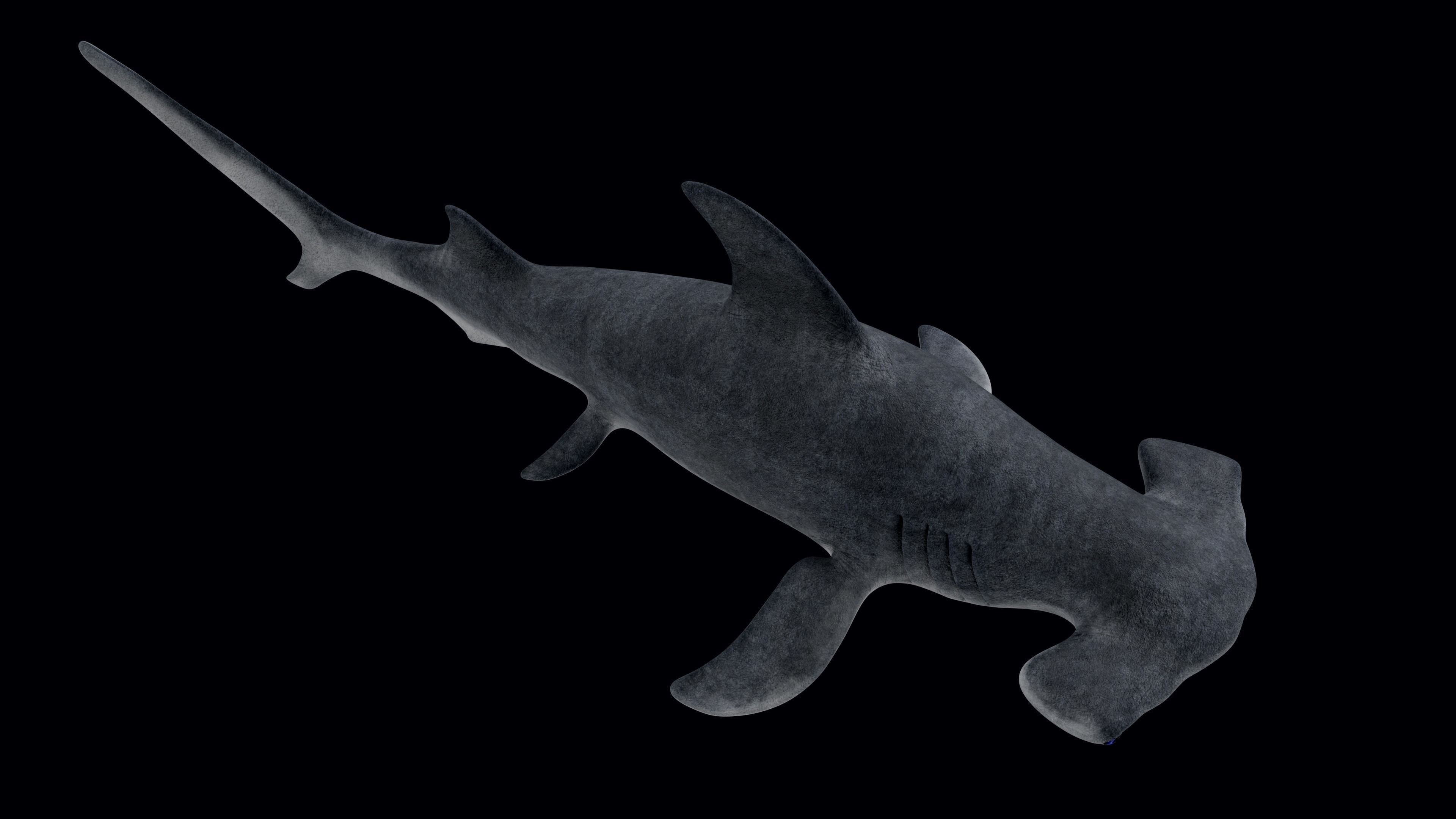 Hammerhead Shark Low-poly 3D model_3