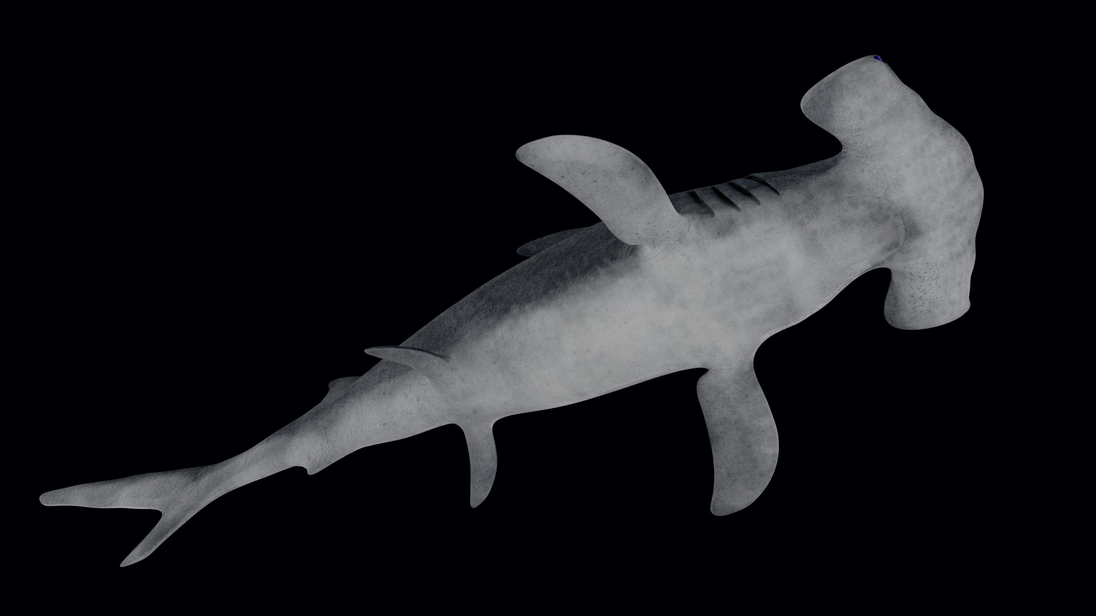 Hammerhead Shark Low-poly 3D model_1