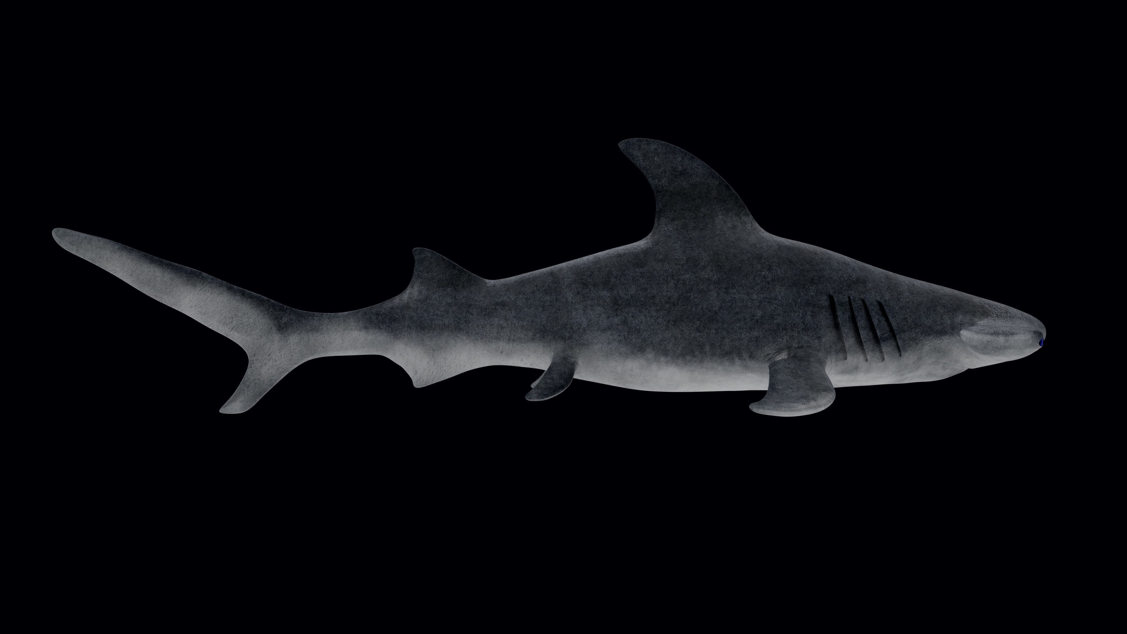 Hammerhead Shark Low-poly 3D model_2