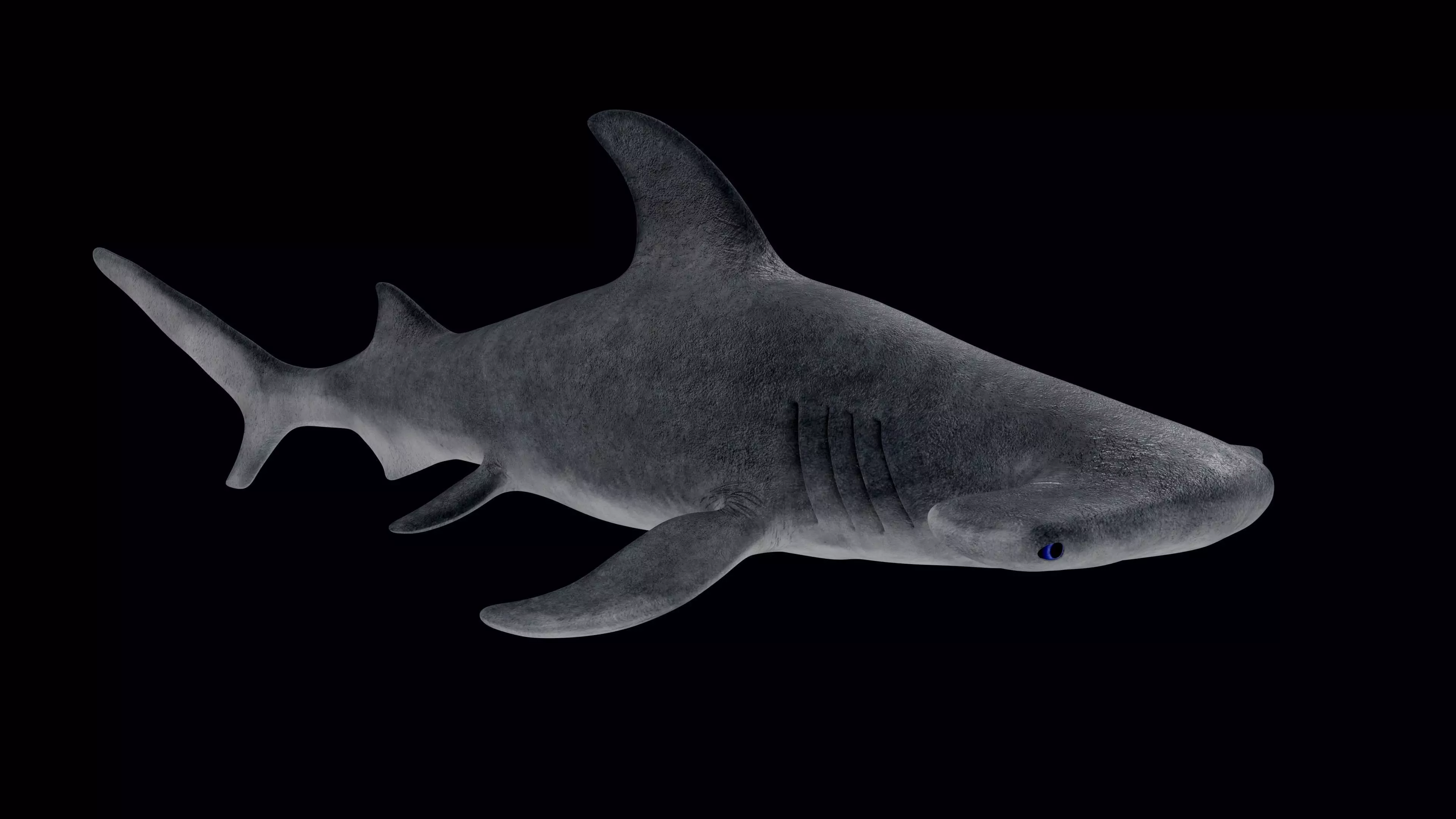Hammerhead Shark Low-poly 3D model_0