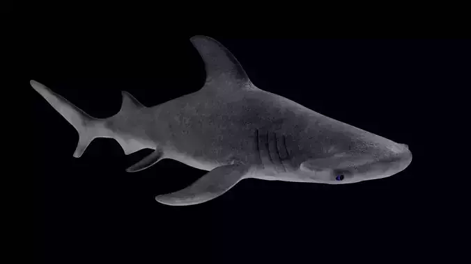 Hammerhead Shark Low-poly 3D model