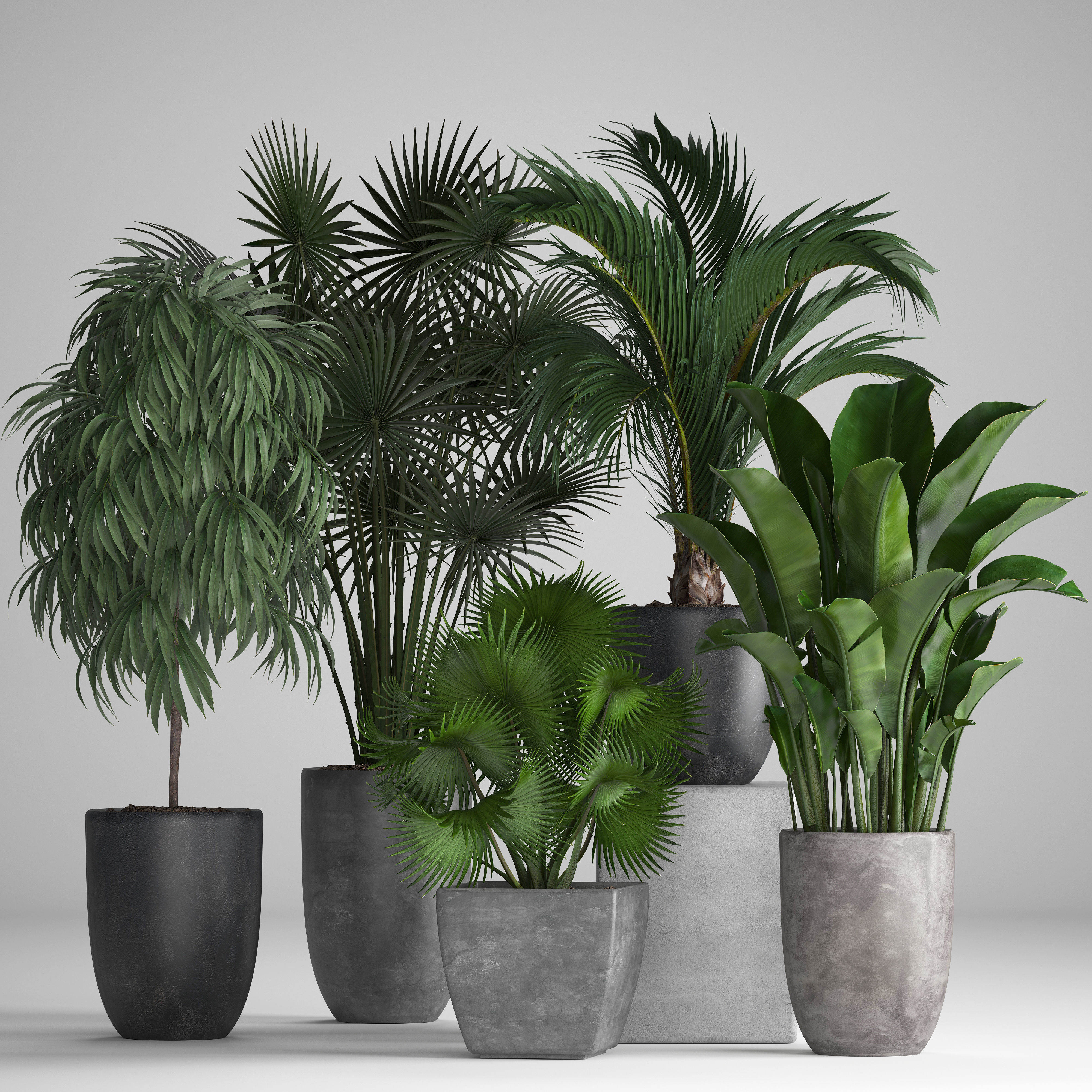 Collection of exotic plants in pots 3D model_1