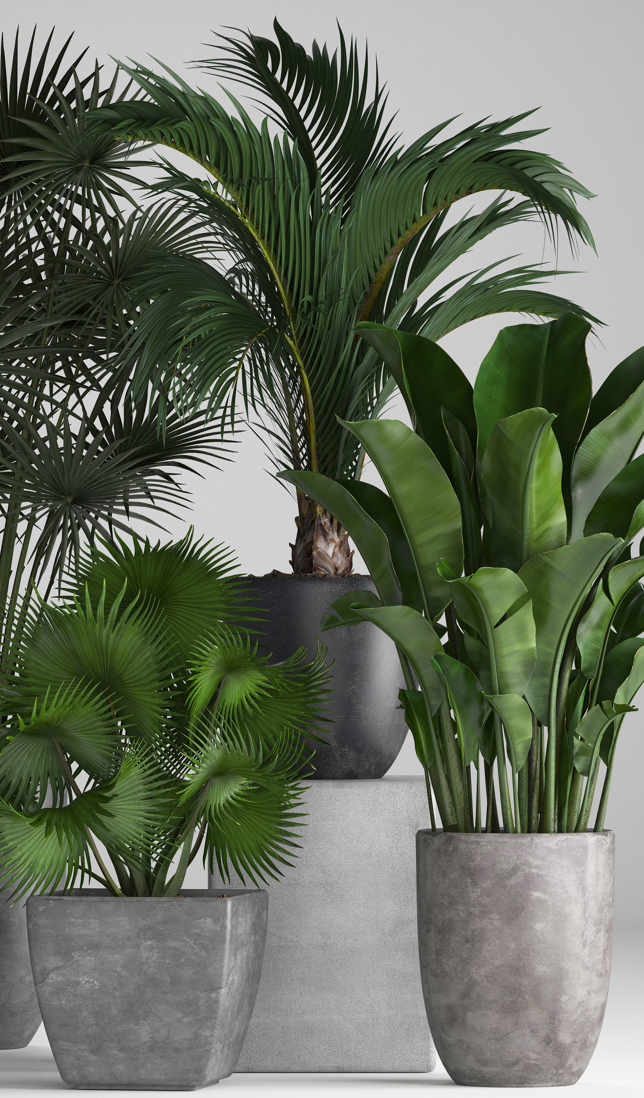 Collection of exotic plants in pots 3D model_2