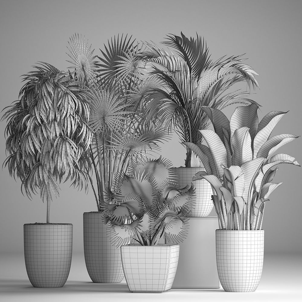 Collection of exotic plants in pots 3D model_9