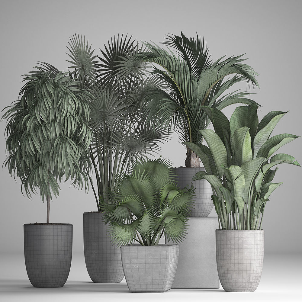 Collection of exotic plants in pots 3D model_8