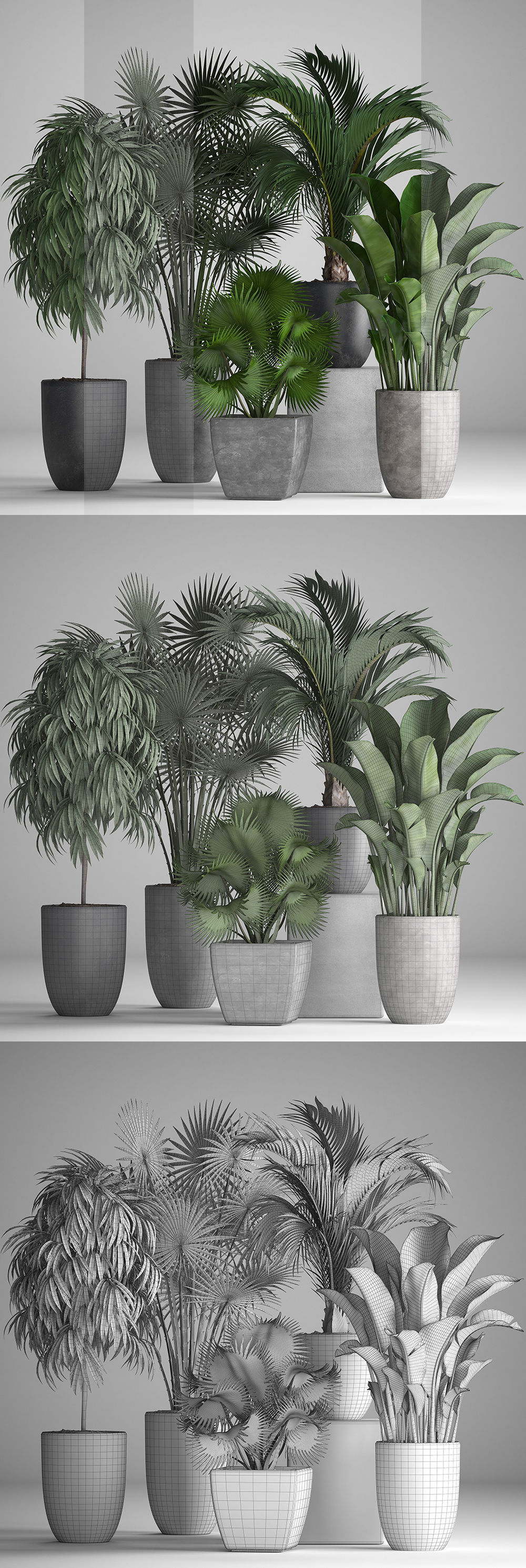 Collection of exotic plants in pots 3D model_6