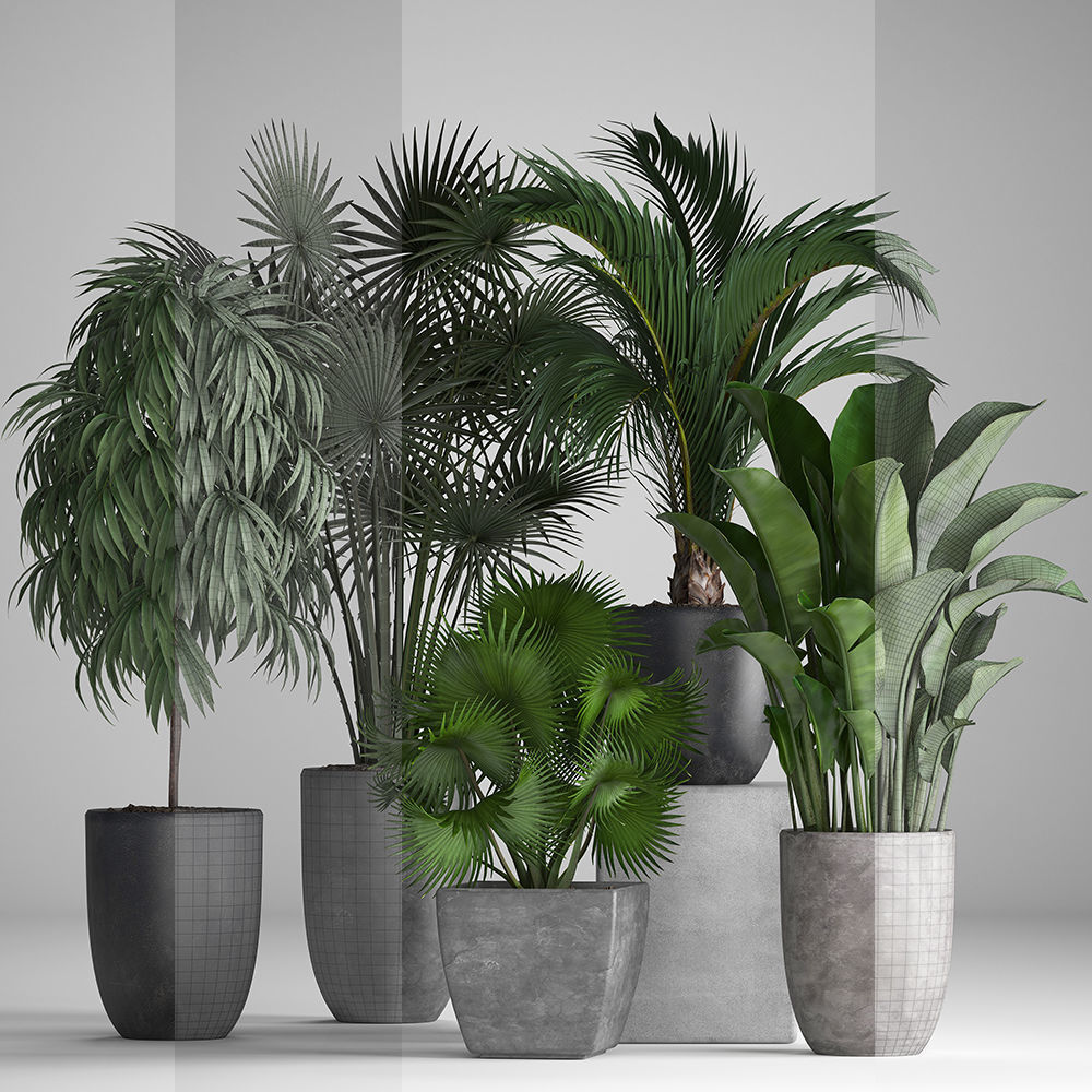Collection of exotic plants in pots 3D model_7