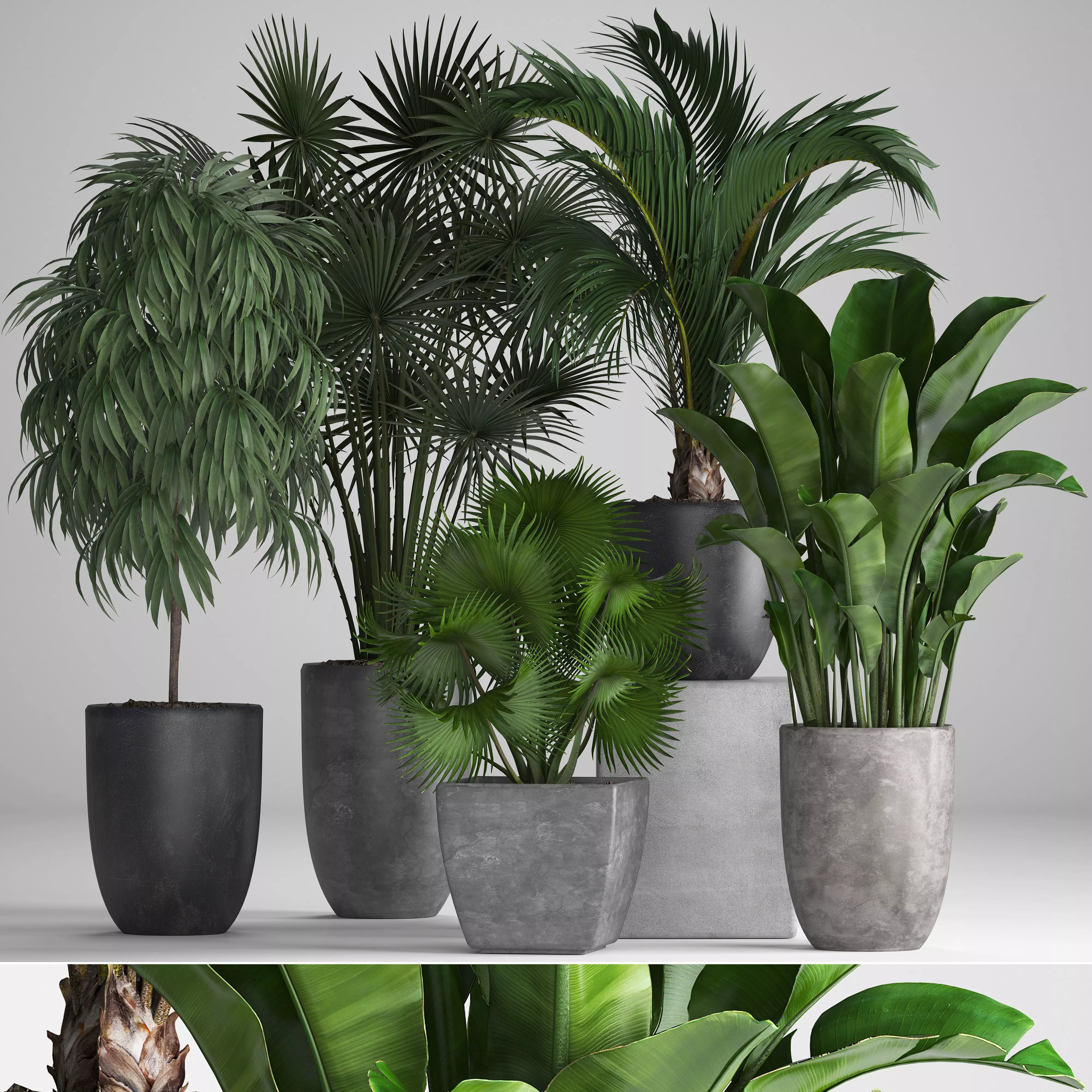 Collection of exotic plants in pots 3D model_0