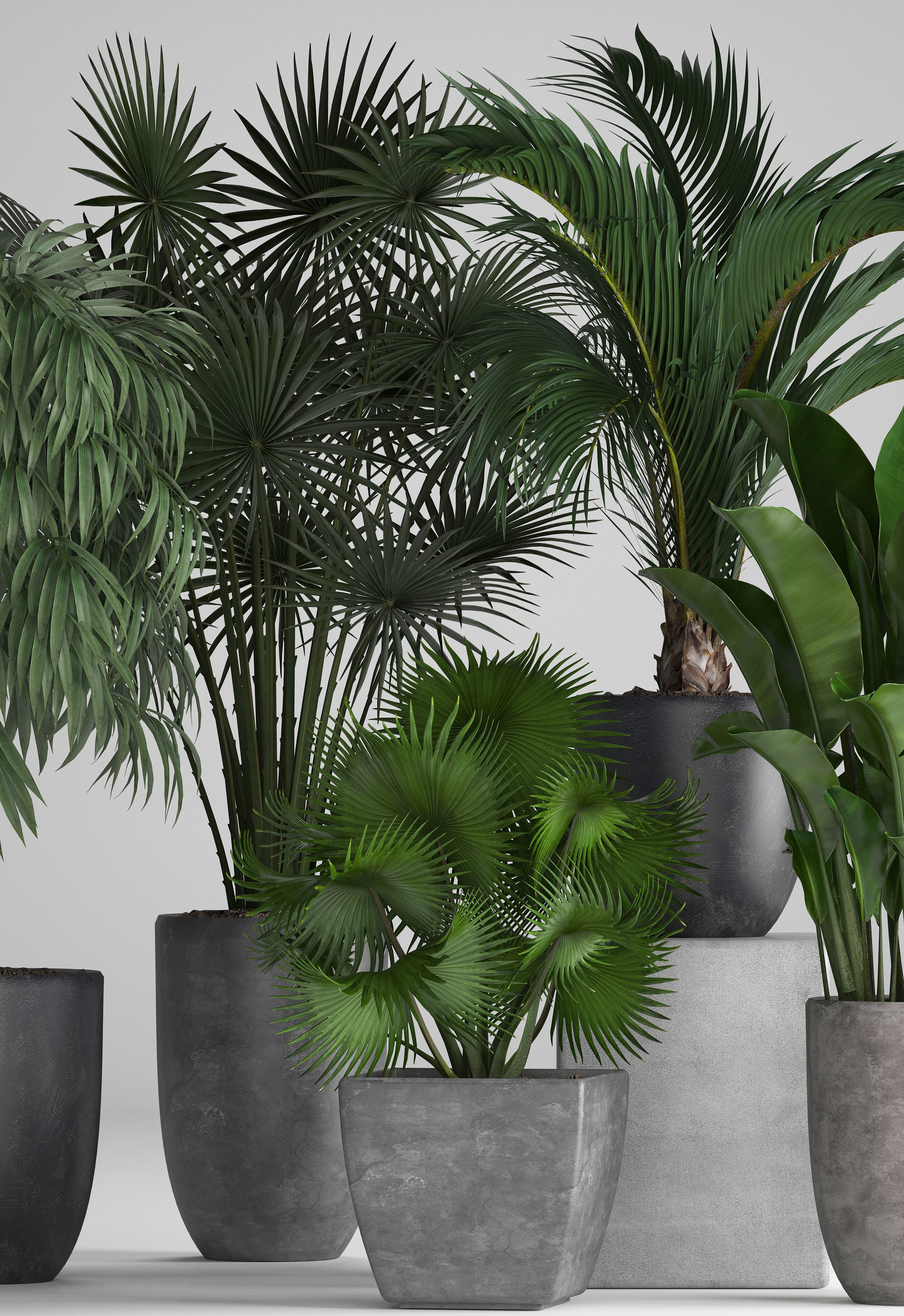 Collection of exotic plants in pots 3D model_3