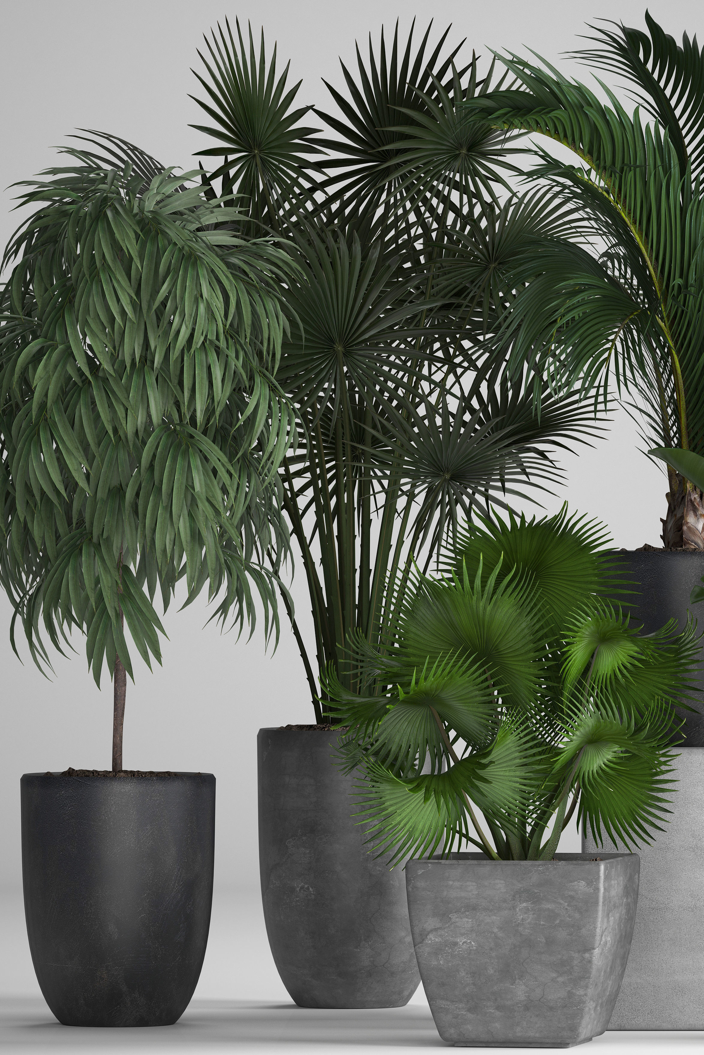 Collection of exotic plants in pots 3D model_4