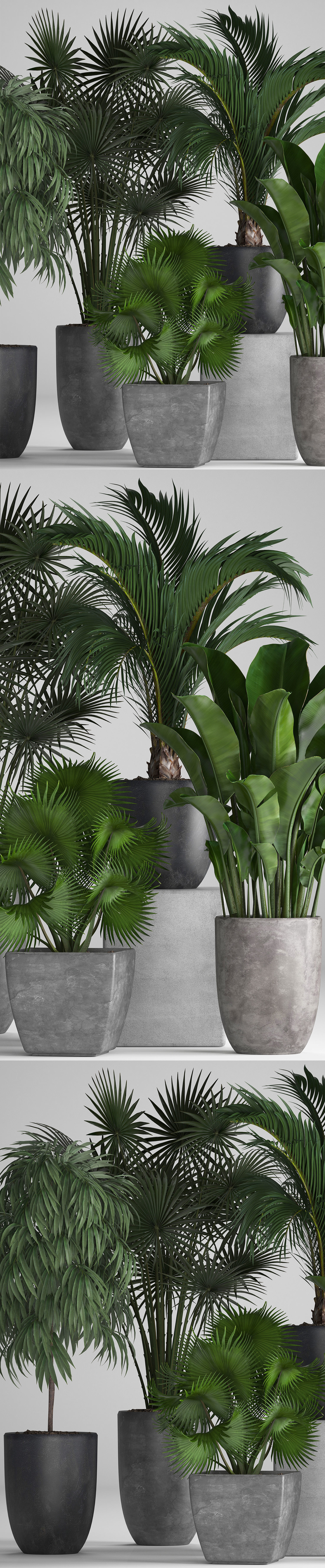 Collection of exotic plants in pots 3D model_5