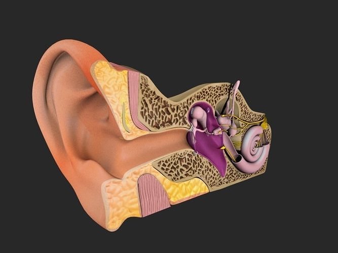 Auditory System 3D model