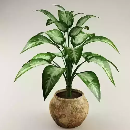 Plant 37