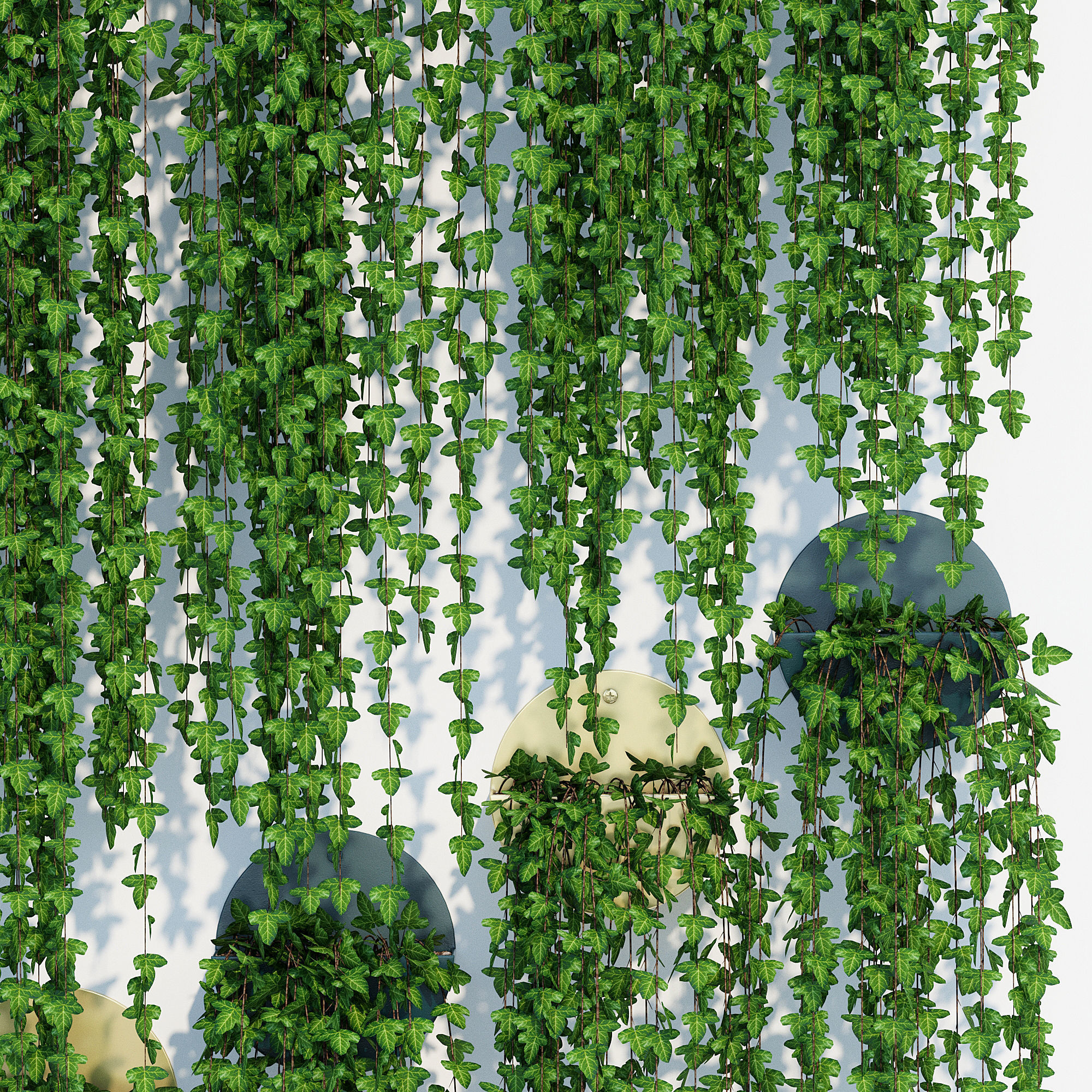 Corolla ivy plant hanging on wall 3D model_4