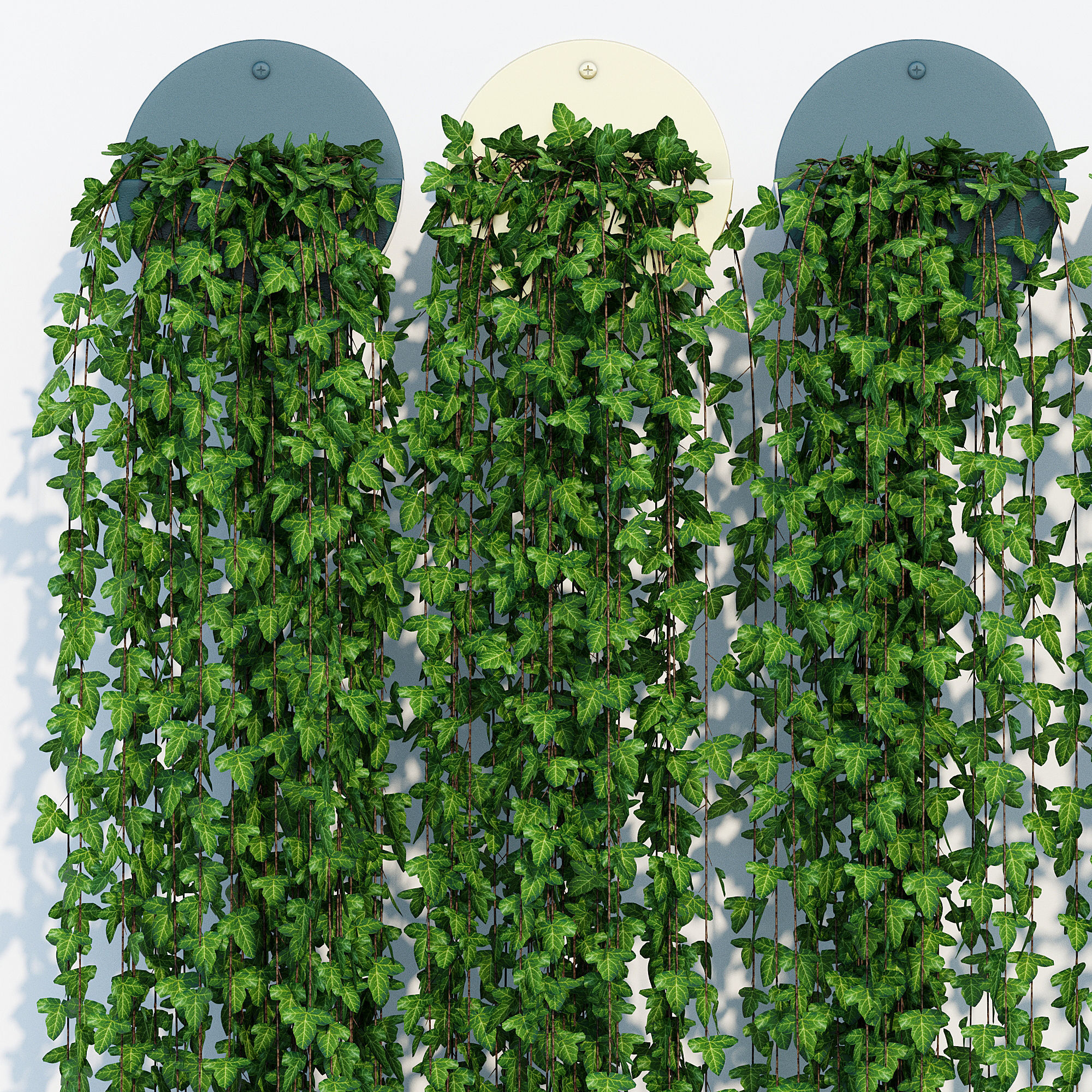 Corolla ivy plant hanging on wall 3D model_5