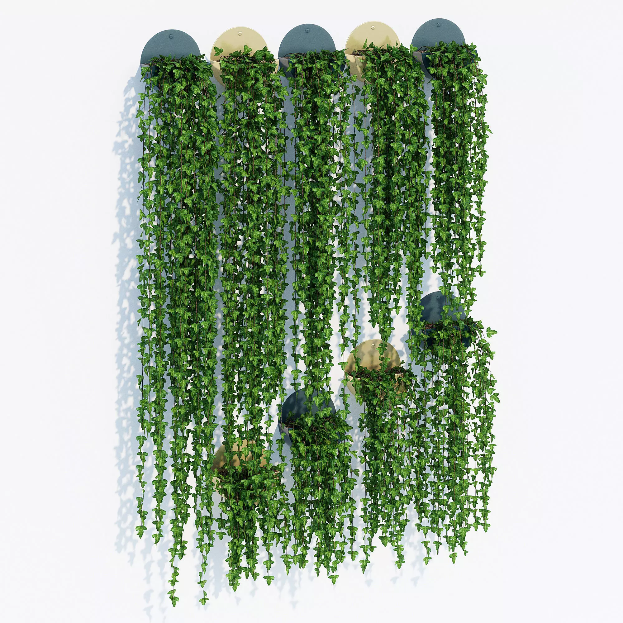 Corolla ivy plant hanging on wall 3D model_0