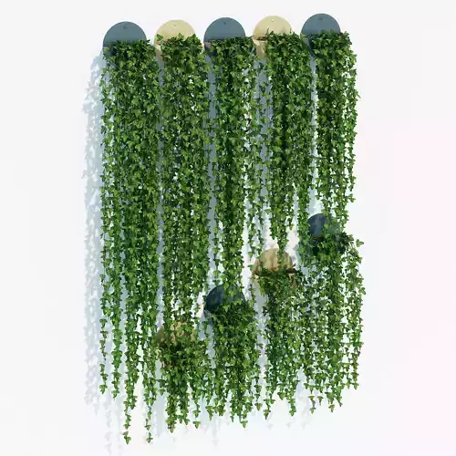 Corolla ivy plant hanging on wall