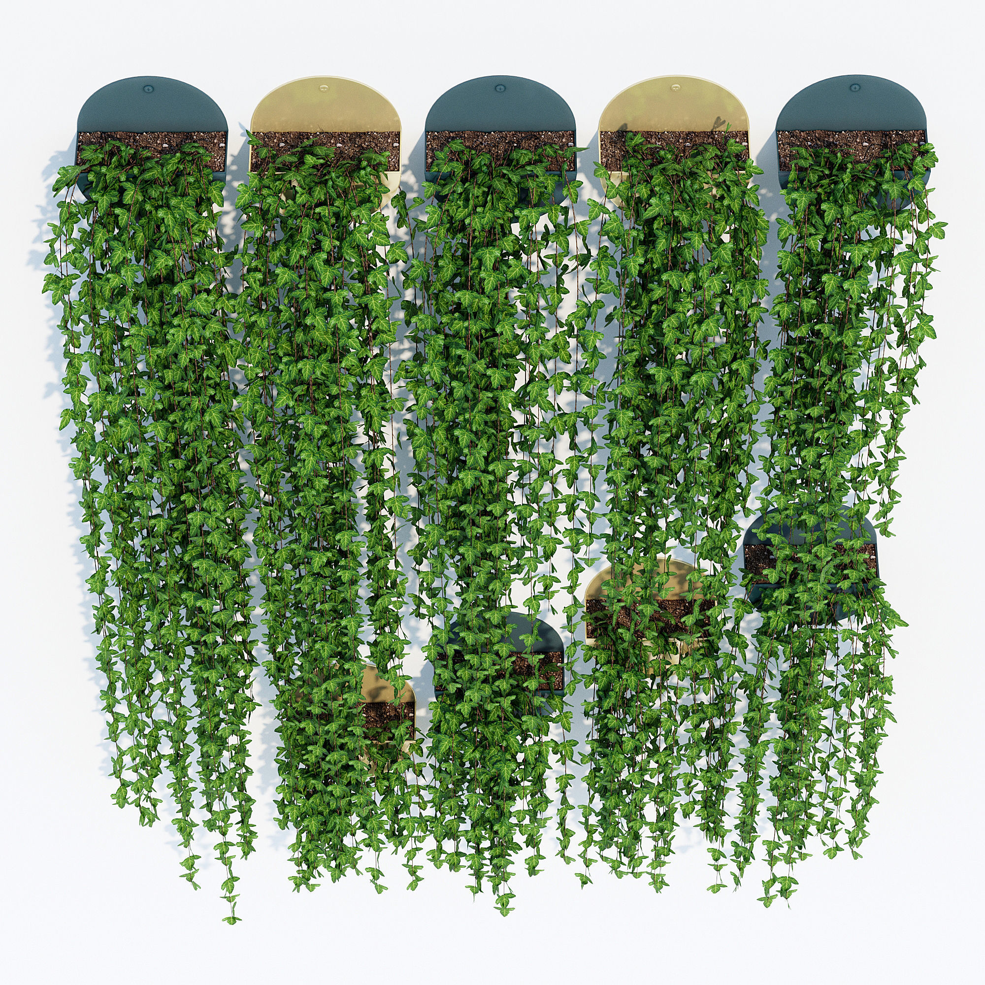 Corolla ivy plant hanging on wall 3D model_3