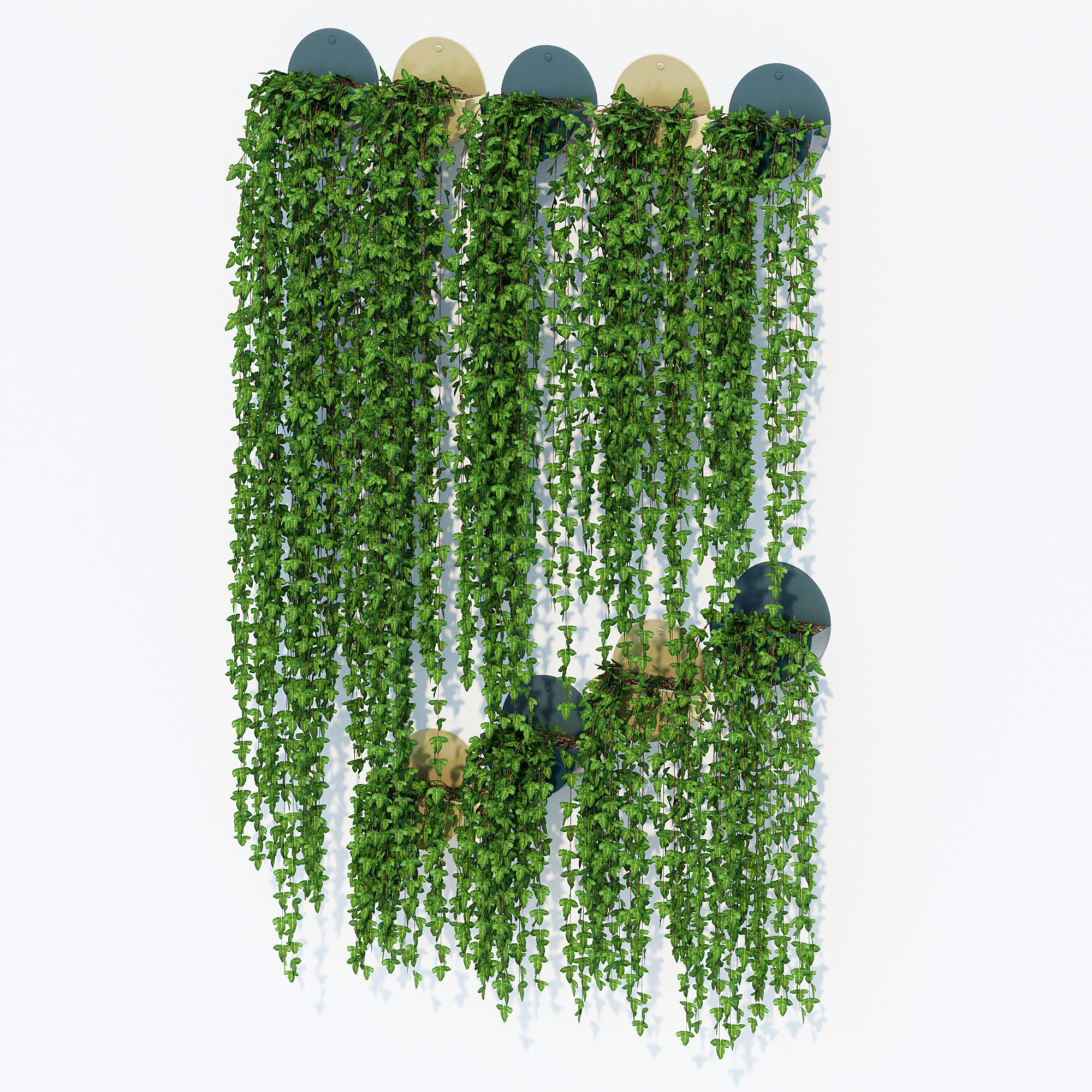 Corolla ivy plant hanging on wall 3D model_2