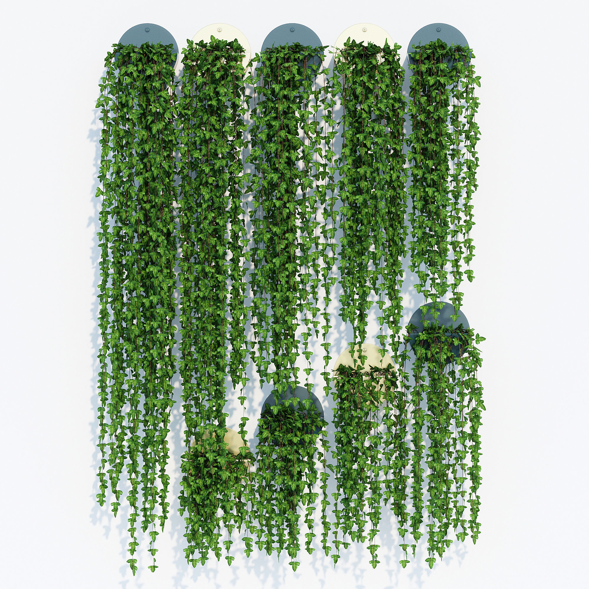 Corolla ivy plant hanging on wall 3D model_1