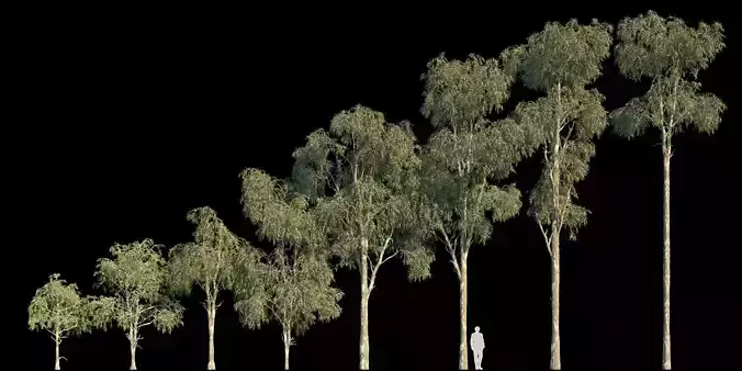 Eucalyptus Globulus 3D model