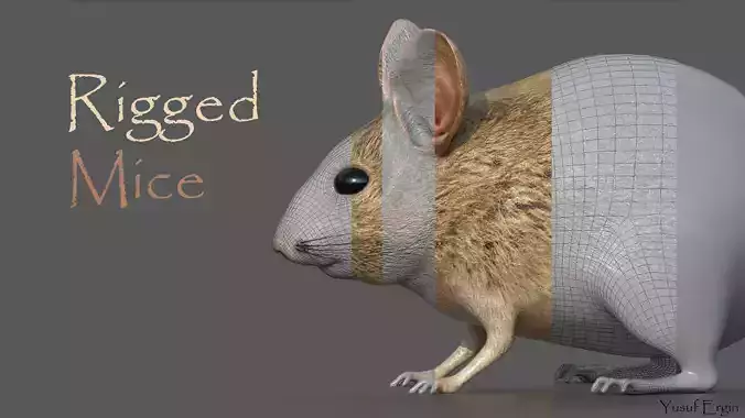 Mouse Rat 3D model