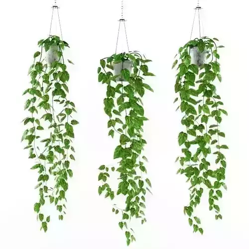 Philodendron scandens