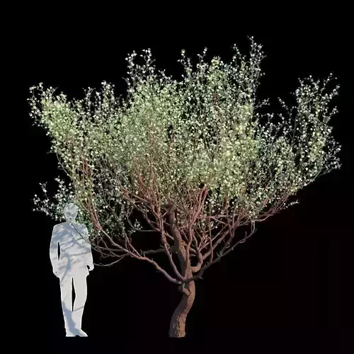 Eucalyptus Websteriana 3D model