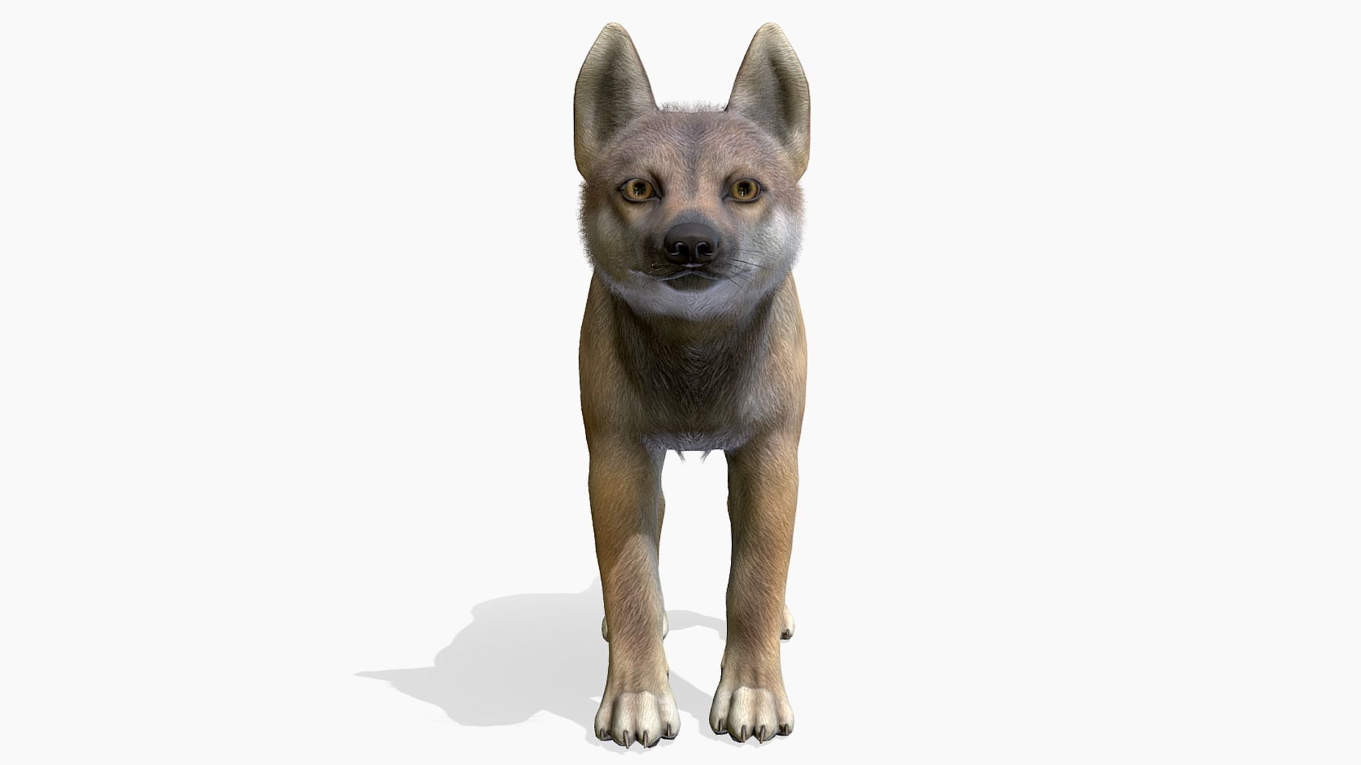 Wolf - Cub Low-poly 3D model_3