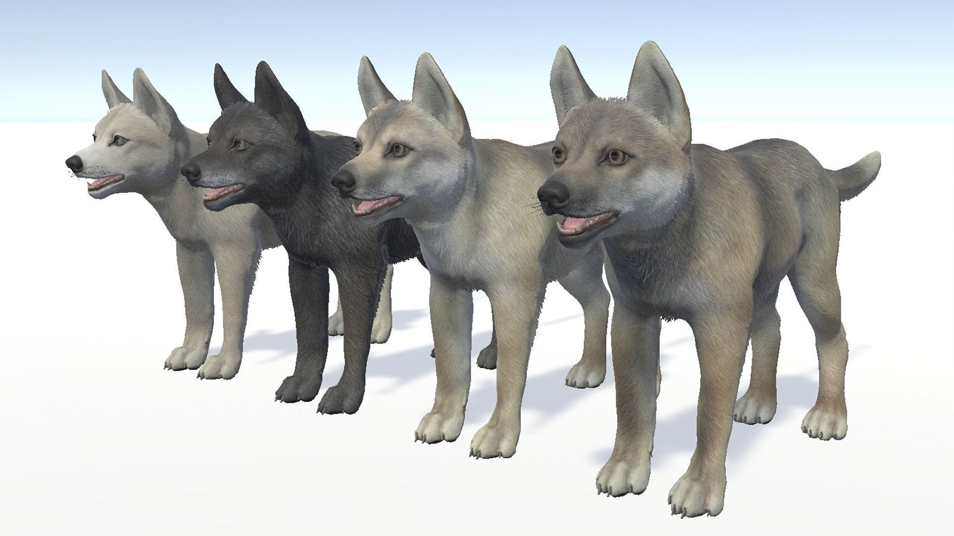 Wolf - Cub Low-poly 3D model_7