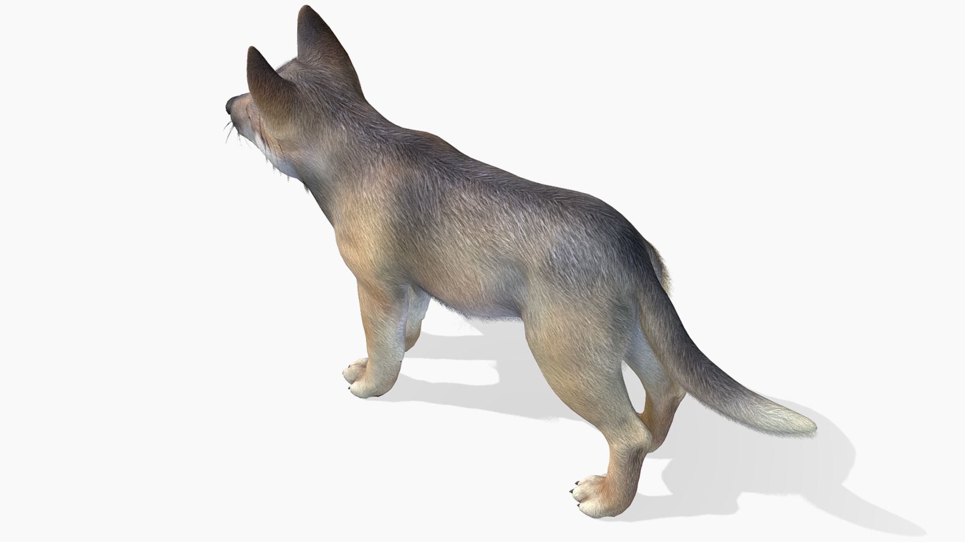 Wolf - Cub Low-poly 3D model_5