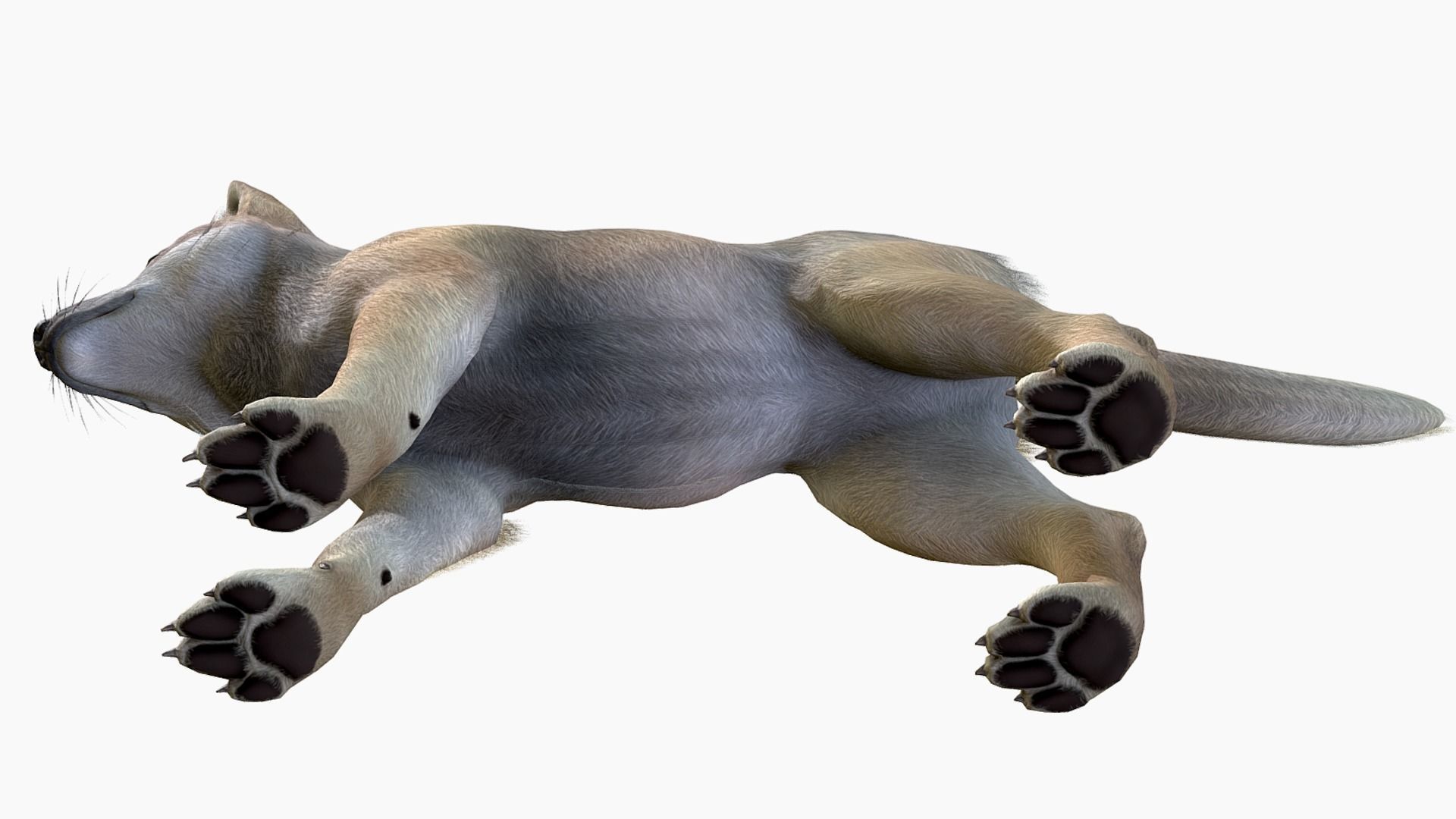 Wolf - Cub Low-poly 3D model_6