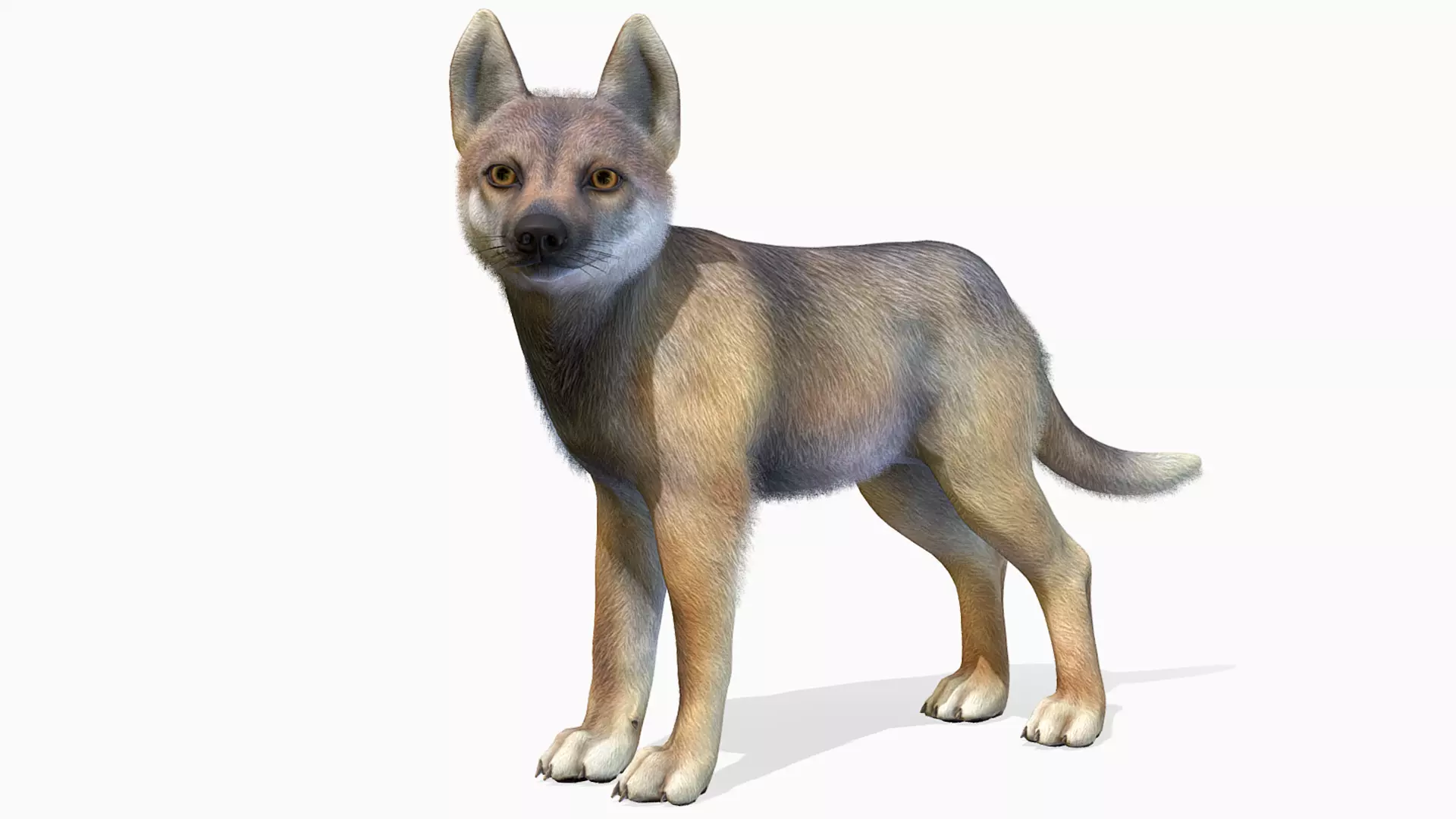 Wolf - Cub Low-poly 3D model_0