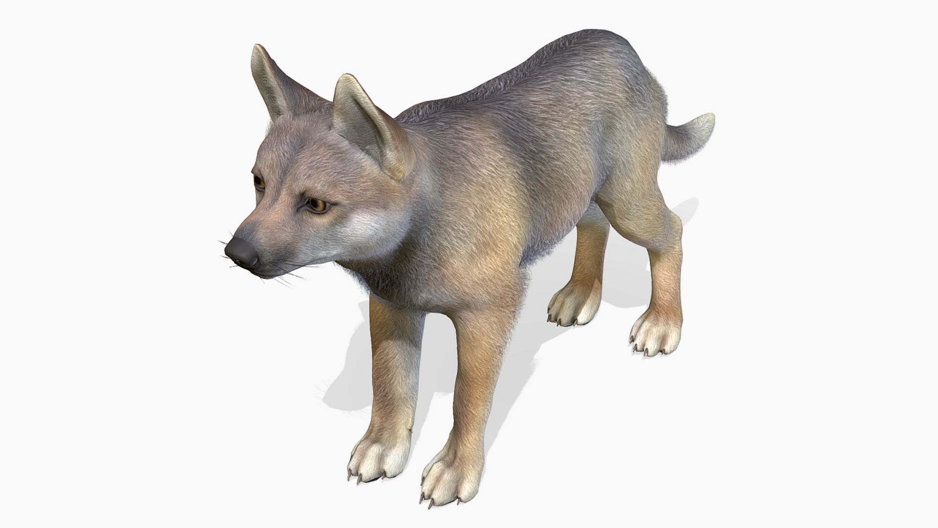 Wolf - Cub Low-poly 3D model_4