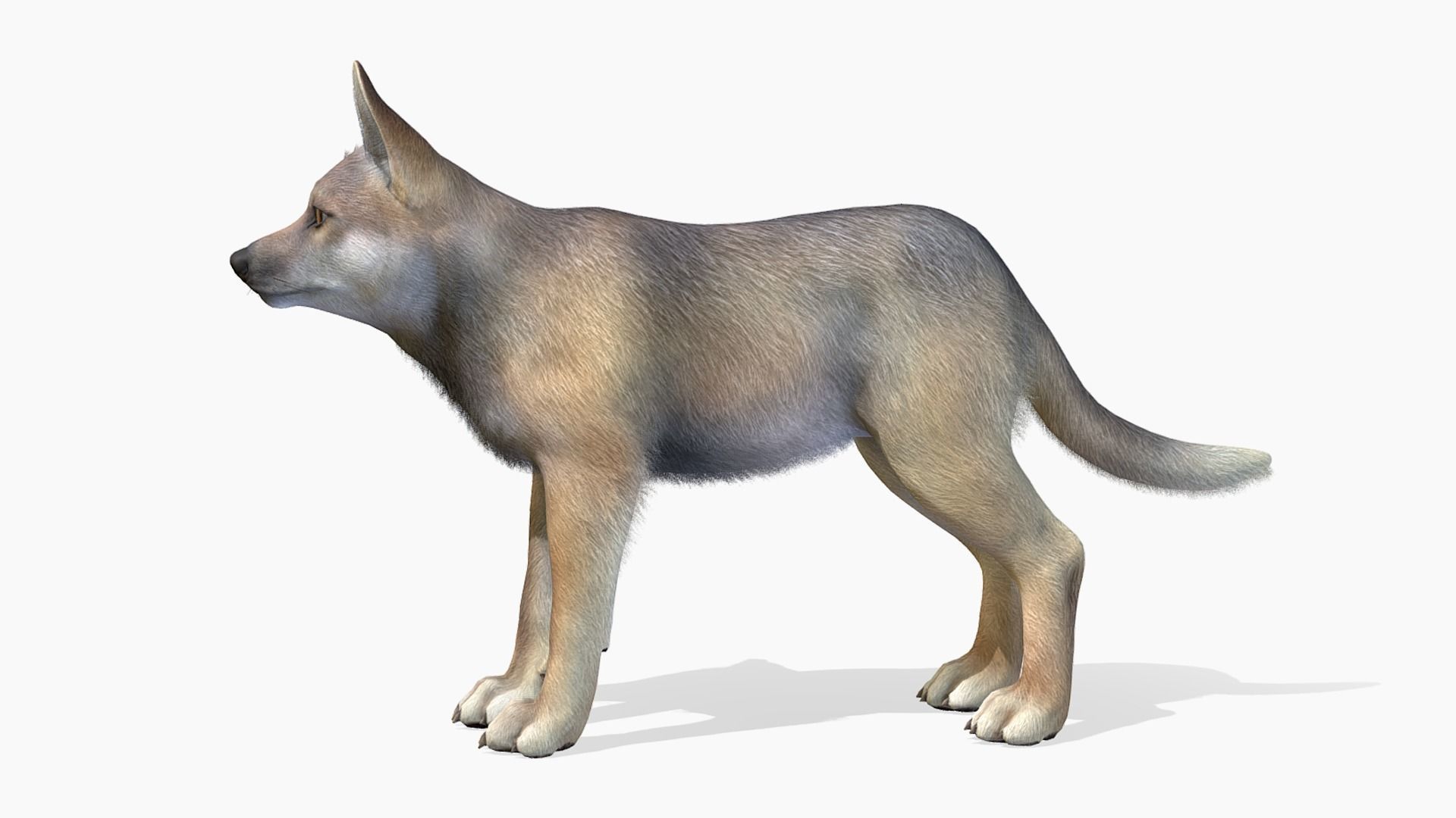 Wolf - Cub Low-poly 3D model_2
