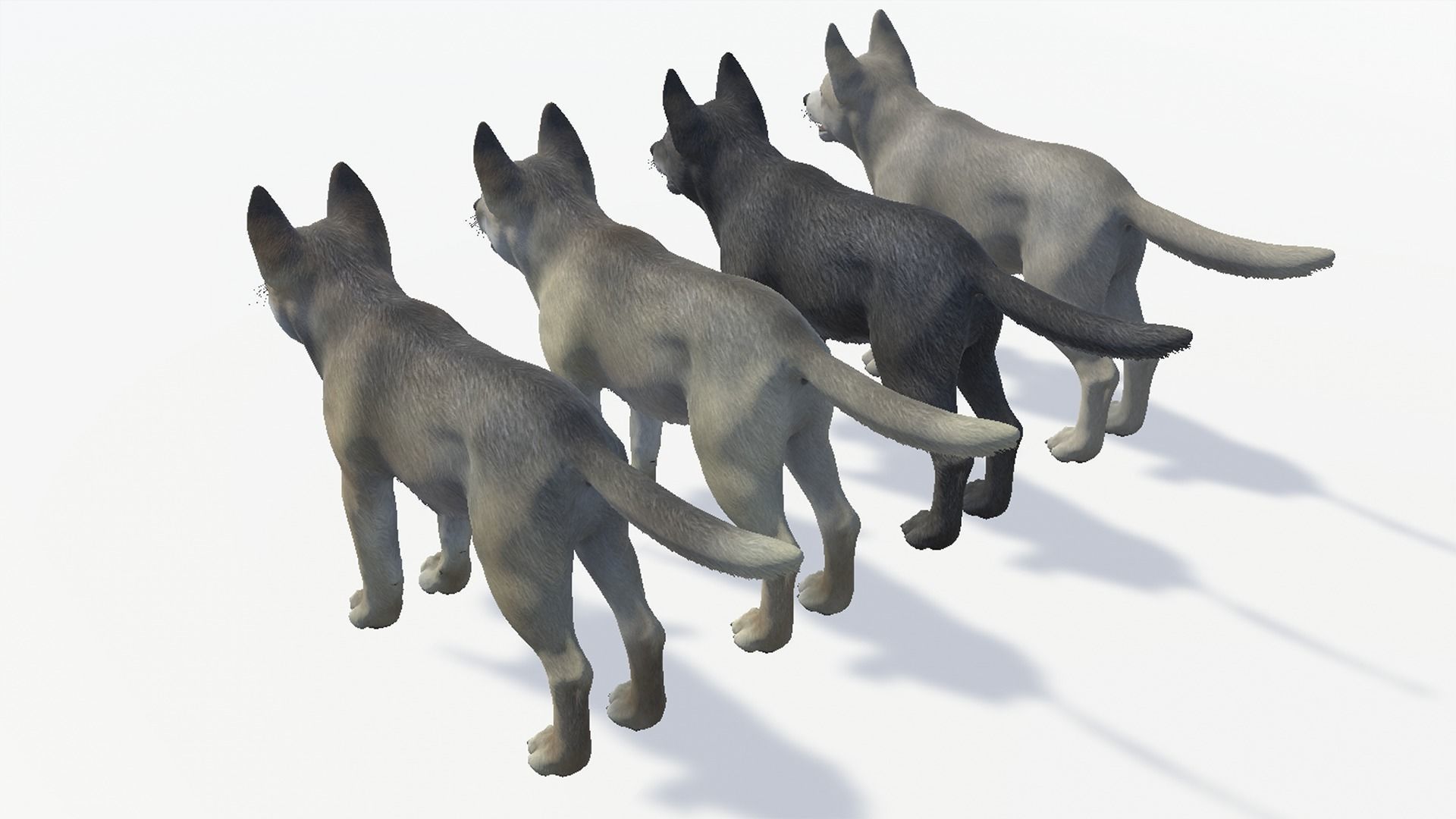 Wolf - Cub Low-poly 3D model_12