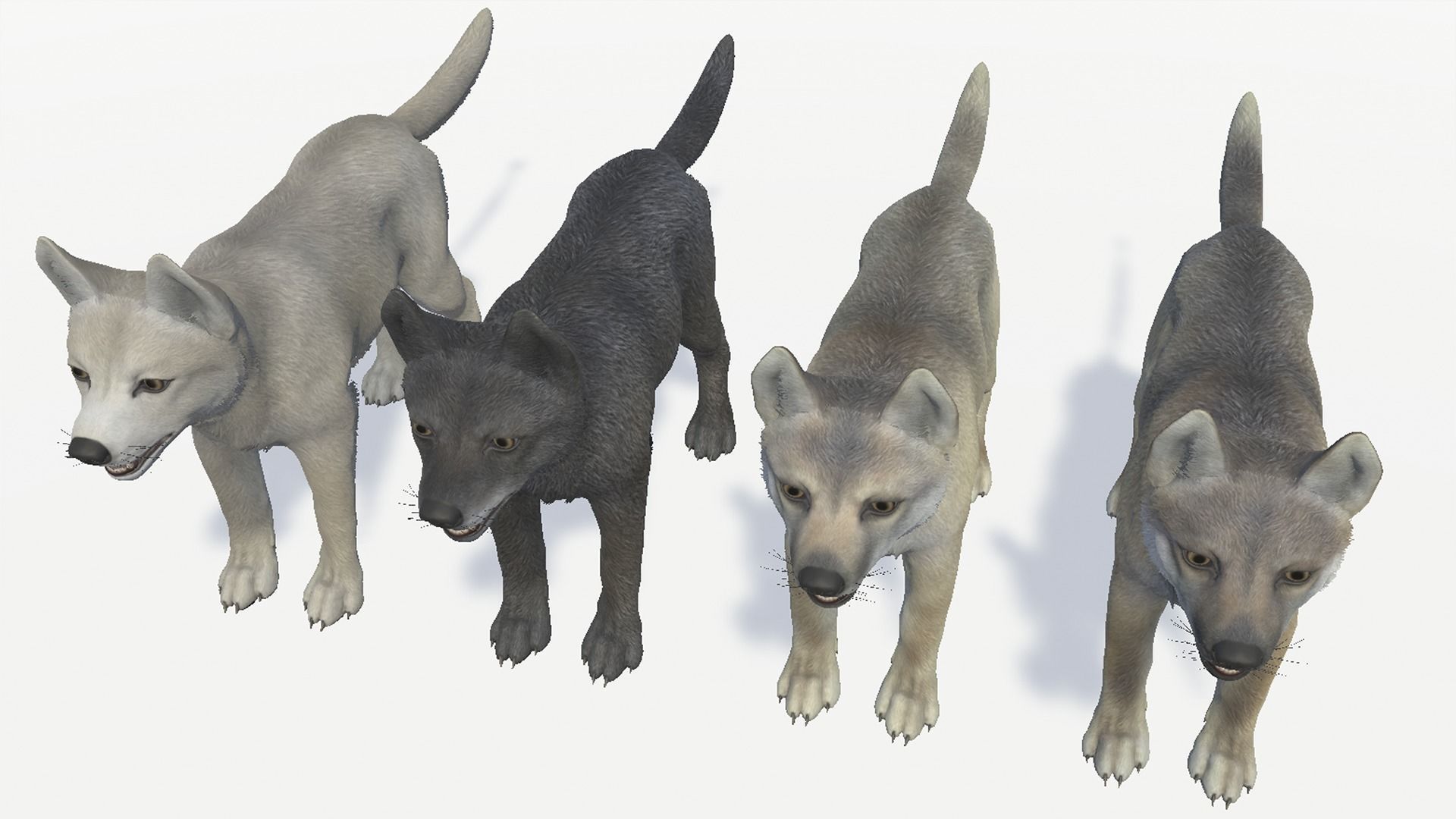 Wolf - Cub Low-poly 3D model_10