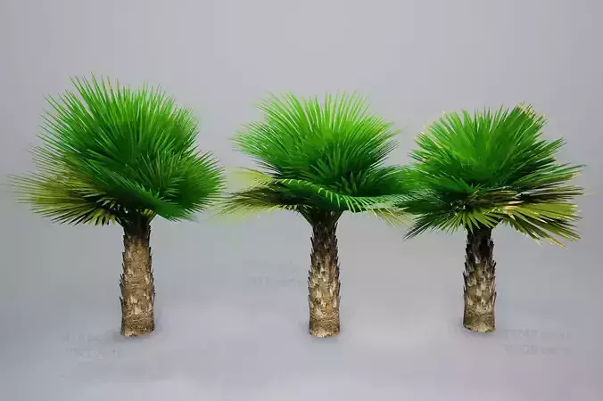 Palm with LODs Low-poly 3D model