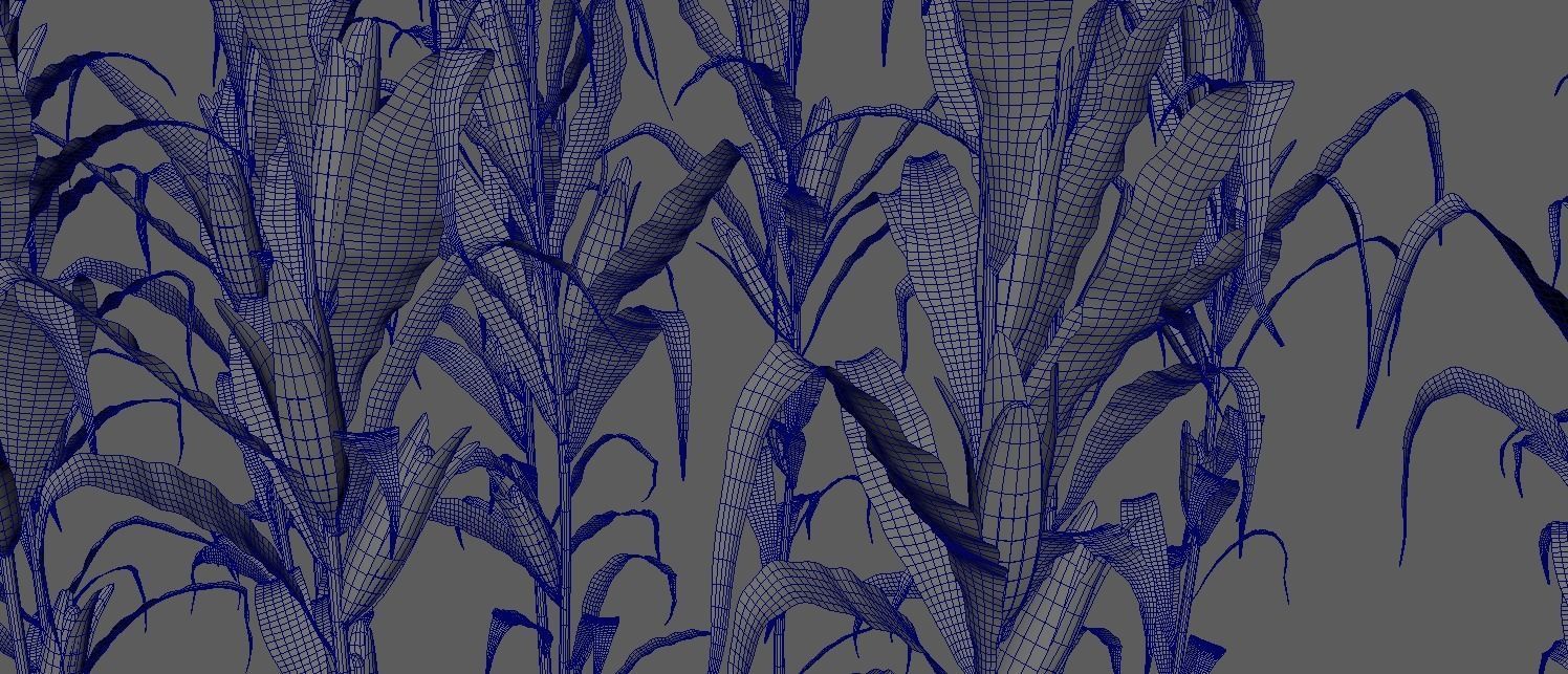 Cornfield corn stalks 3D model_2