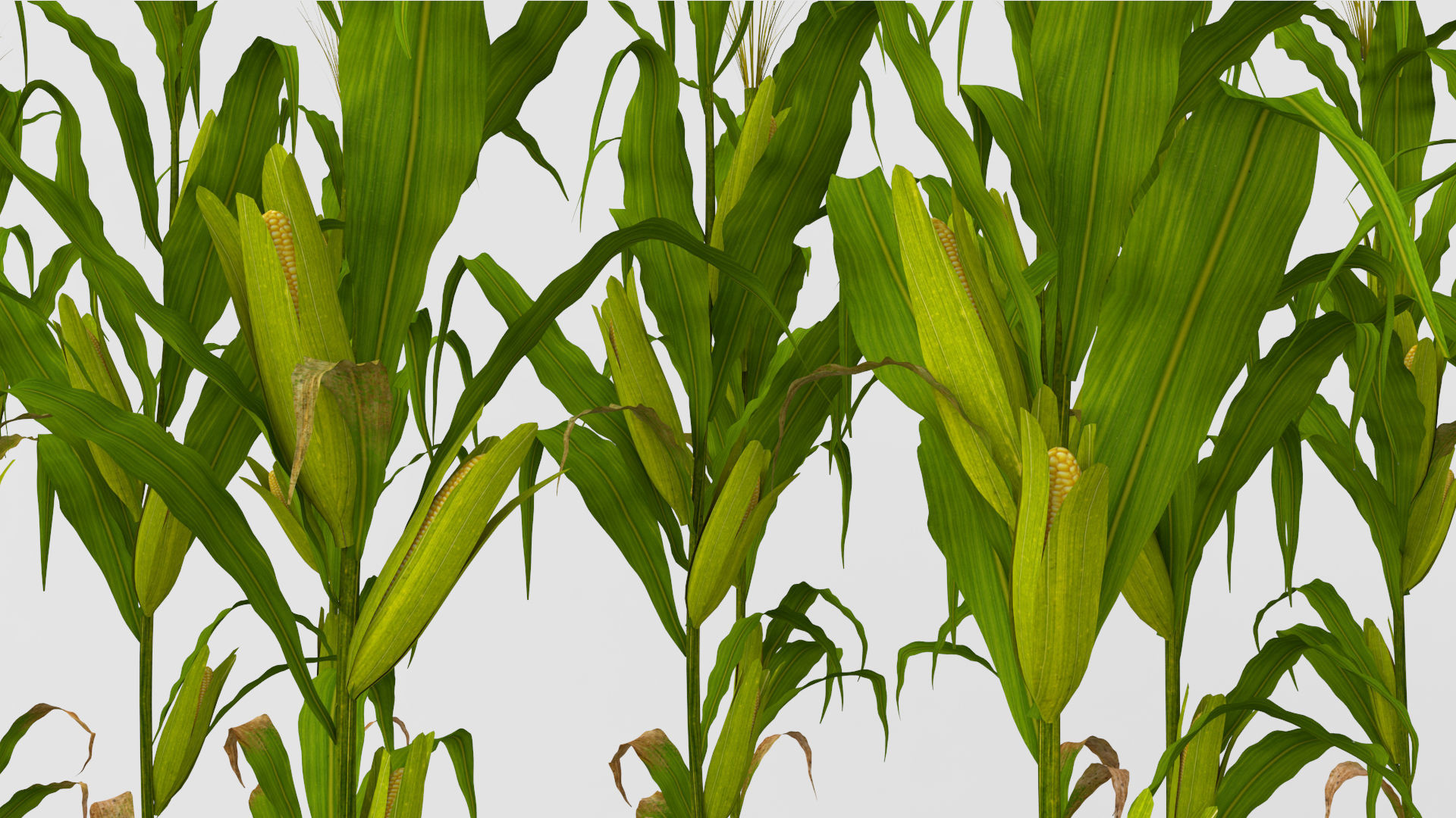 Cornfield corn stalks 3D model_1
